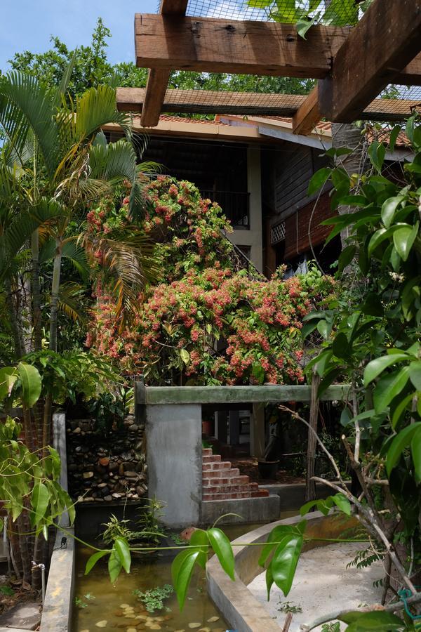 Panji Panji Tropical Wooden Home Pantai Cenang  Εξωτερικό φωτογραφία